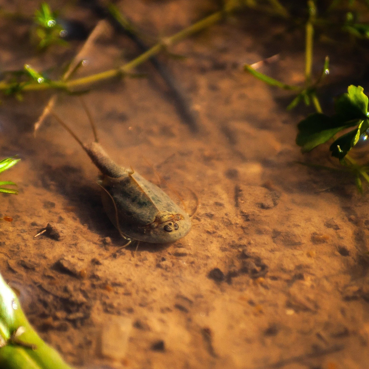 Triops cancriformis en el fondo del mar