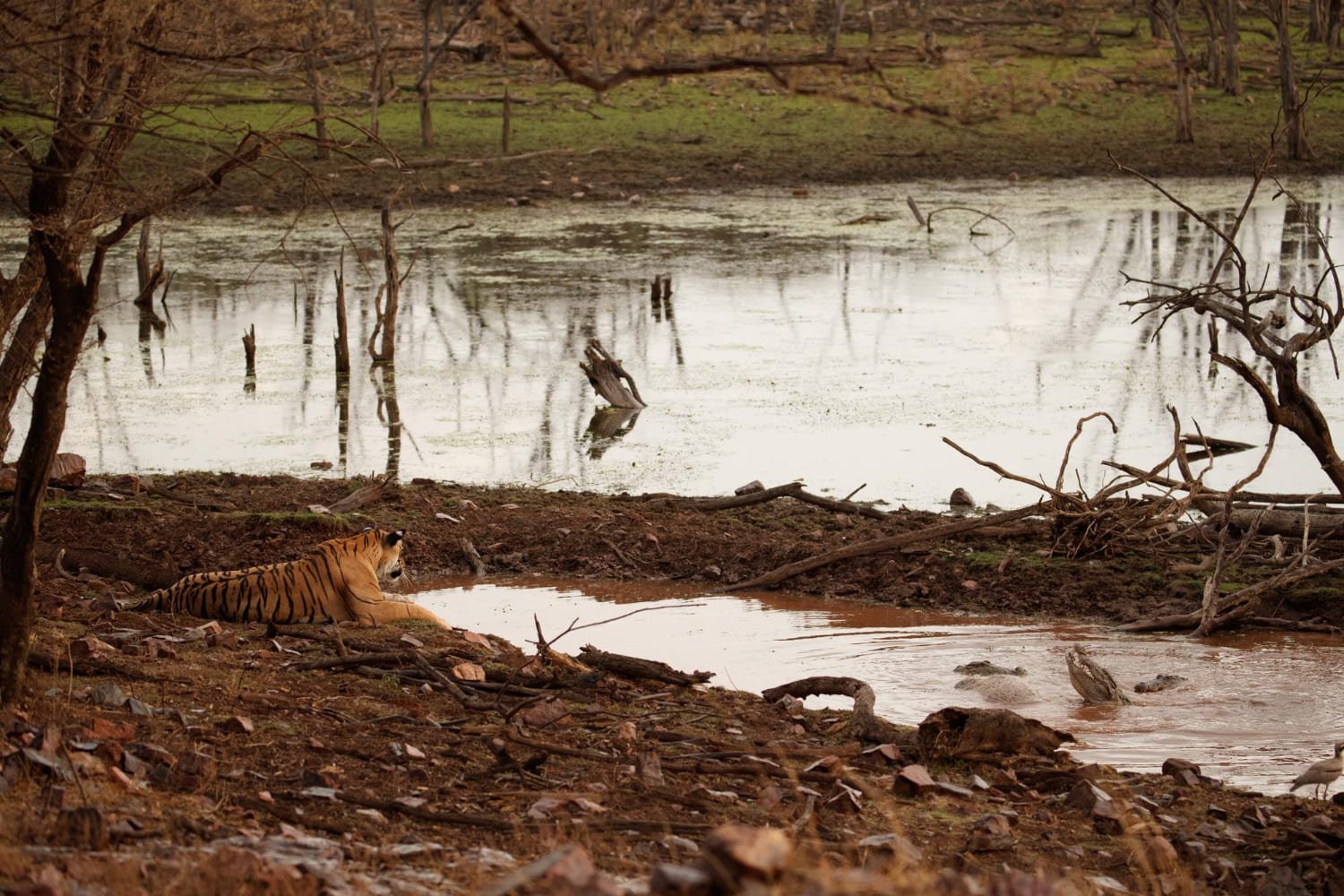 perdida de la biodiversidad con un leon en un pantáno