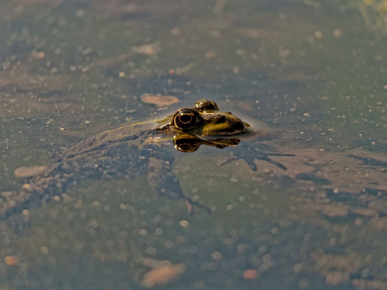 rana dentro del agua para ecólatras