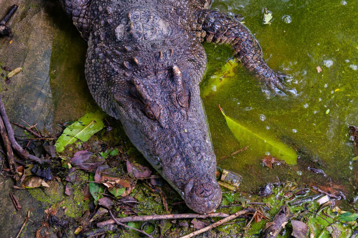 cocodrilo tumbado en el agua