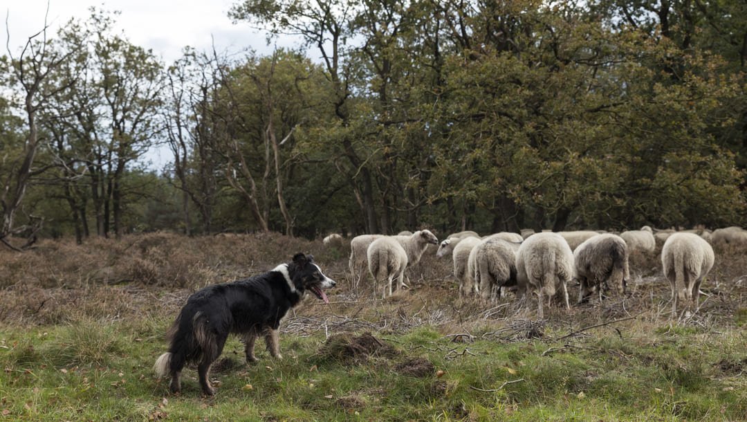 perro border collie pastoreando