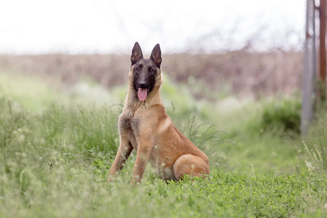 malinois belga posando