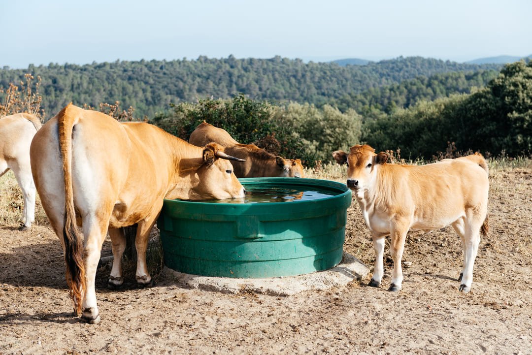 vacas bebiendo agua