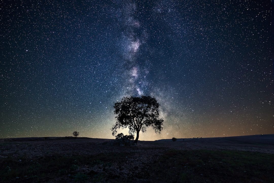 arboles replantados contra la deforestacion