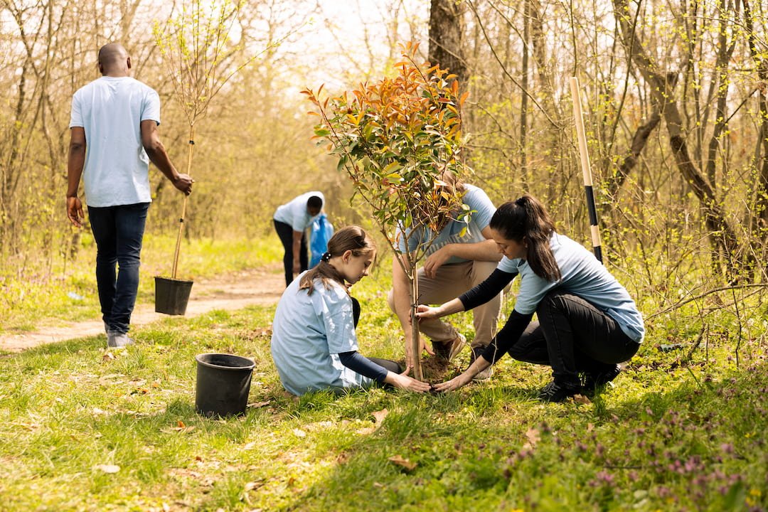 replantacion arboles