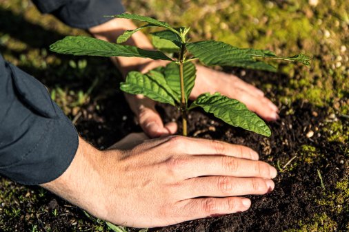 Plantación de 1000 arbolitos de azufaifo en Extremadura. Sostenibilidad y apadrinamiento. 