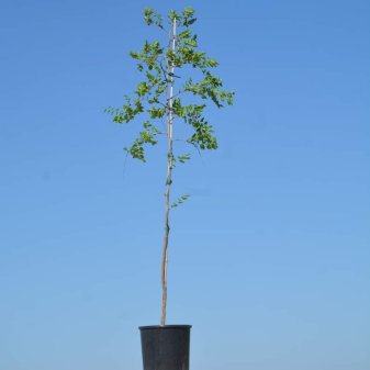 Plantación de 1000 arbolitos de azufaifo en Extremadura. Sostenibilidad y apadrinamiento. 