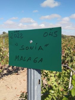 Plantación de 1000 arbolitos de azufaifo en Extremadura. Sostenibilidad y apadrinamiento. 