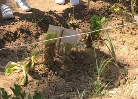 De la Tierra a la Mesa: El Huerto Escolar Sostenible de Ntra. Sra. del Carmen en Cuevas del Almanzor