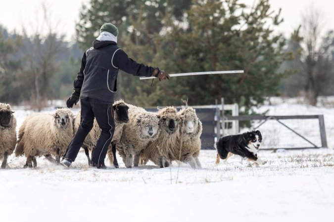 ¿Cuáles son las razas de perros de pastoreo? ¡Descúbrelas!