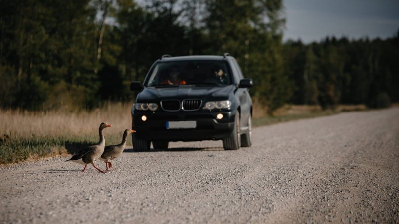 Atropellos de animales en carreteras: ¿qué impacto tienen, cómo evitarlos y qué podemos hacer?