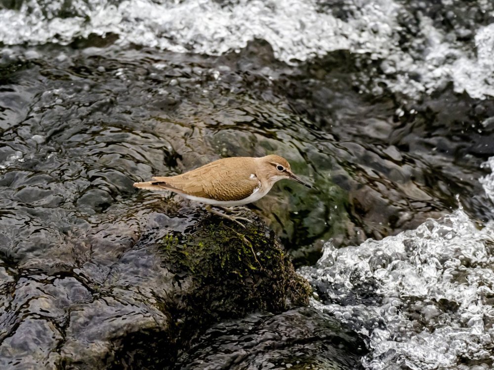 Qué es la pérdida de biodiversidad y qué implica para el planeta