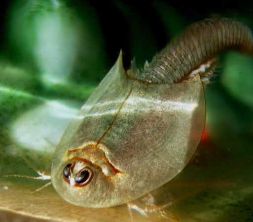 Triops cancriformis: una especie resiliente en peligro