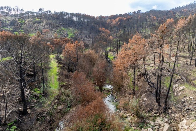 Incendios Forestales. Causas y Cómo Prevenirlos.