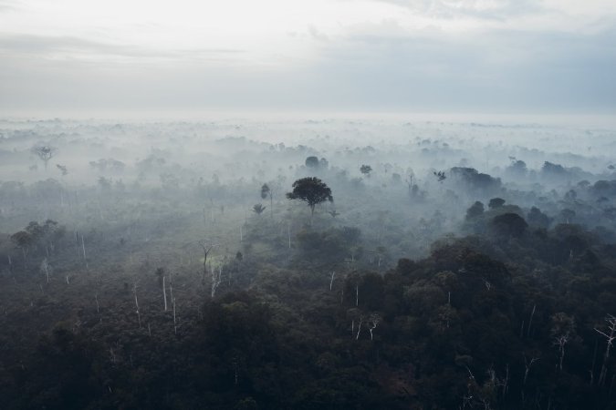 Árboles y cambio climático: ¿solución o mito?