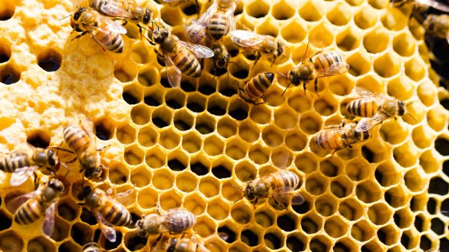 La colmena, el asombroso mundo de las abejas