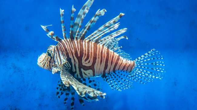 Conoce los peces invasores en España